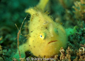 Frogfish and friend:) by Tracey Harris 